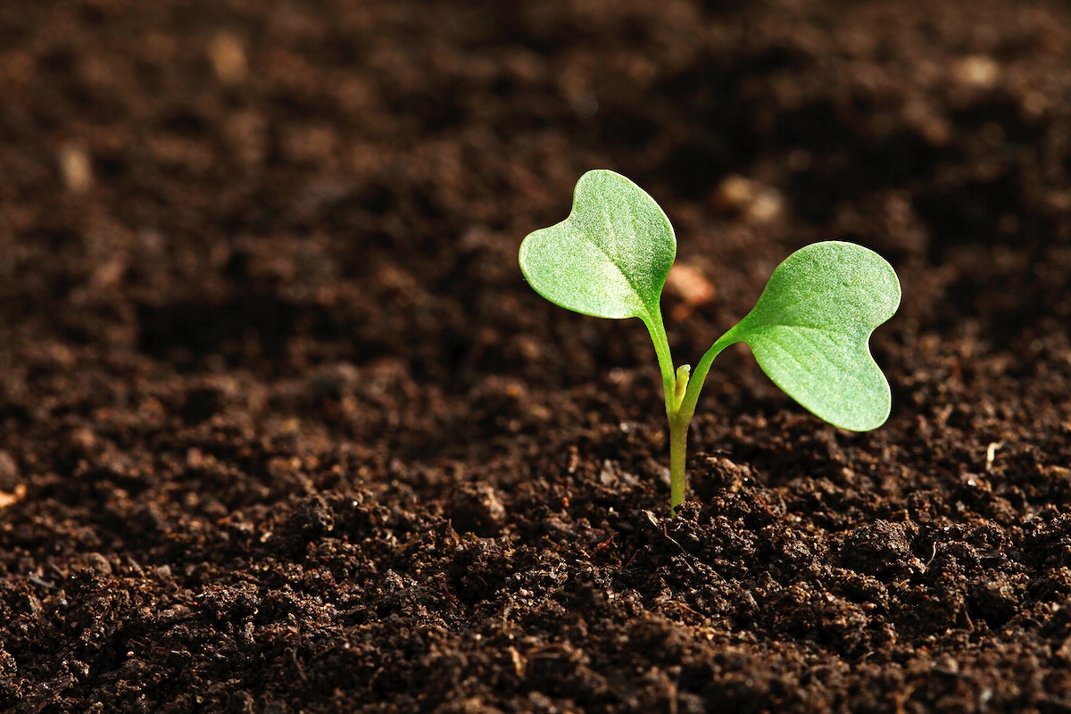 Composting 101 for Beginners: The Complete Guide to Starting Your Own Eco-Friendly Compost Pile