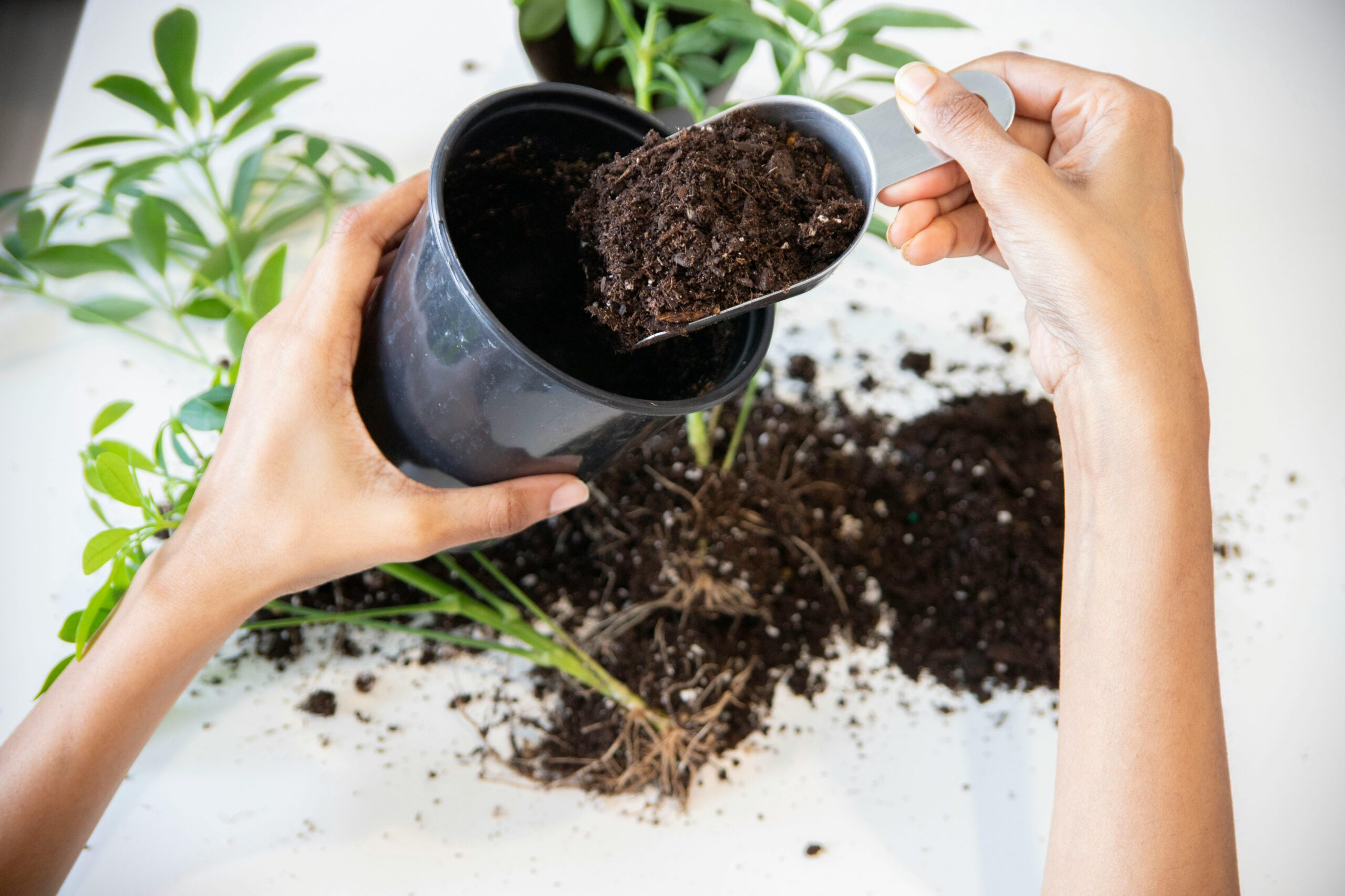 Composting at Home: A Guide to Urban and Suburban Soil Health